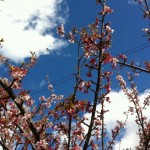 元朝桜が咲いたよ