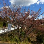 元朝桜はここだよ！